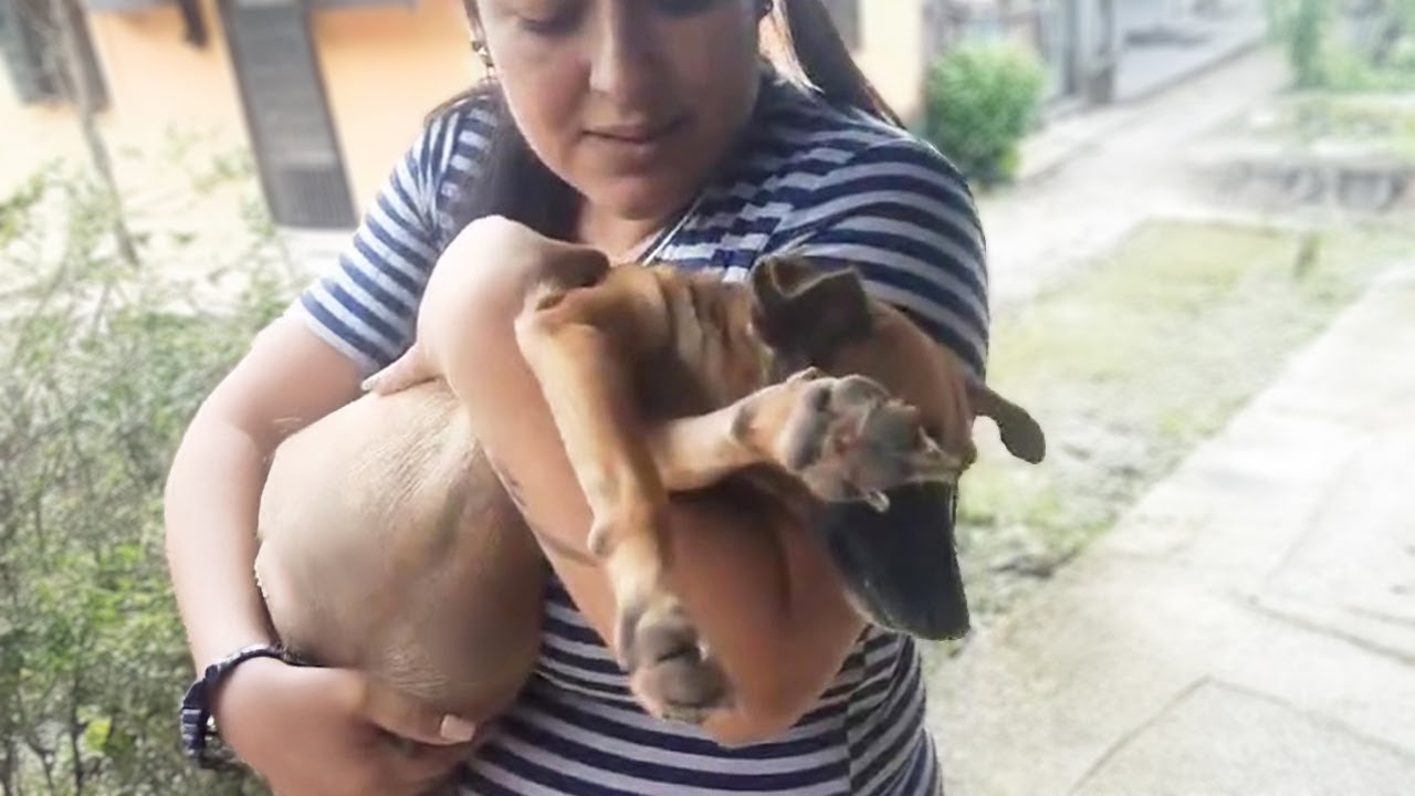 Pregnant dog thought all her puppies were gone… then fate brought a miracle